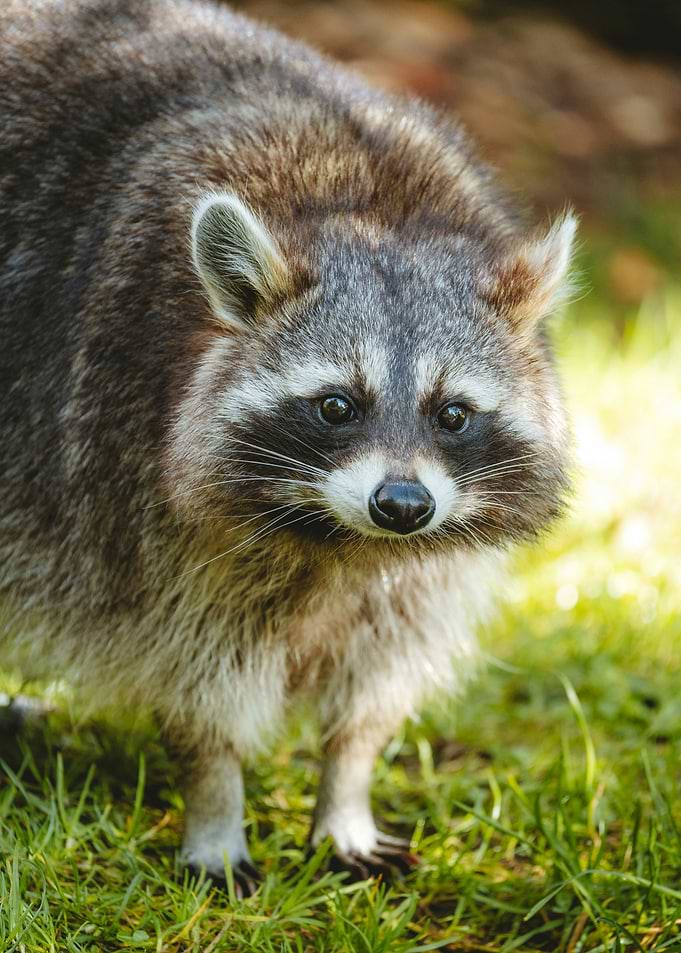 Raccoon Close-Up