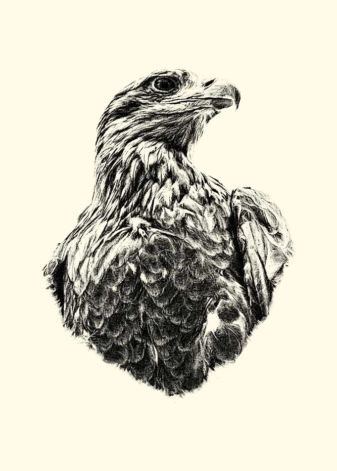Eagle Pencil Drawing