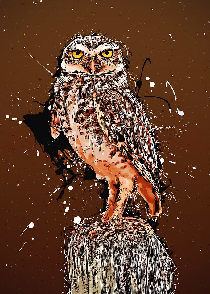 Owl in Splashes