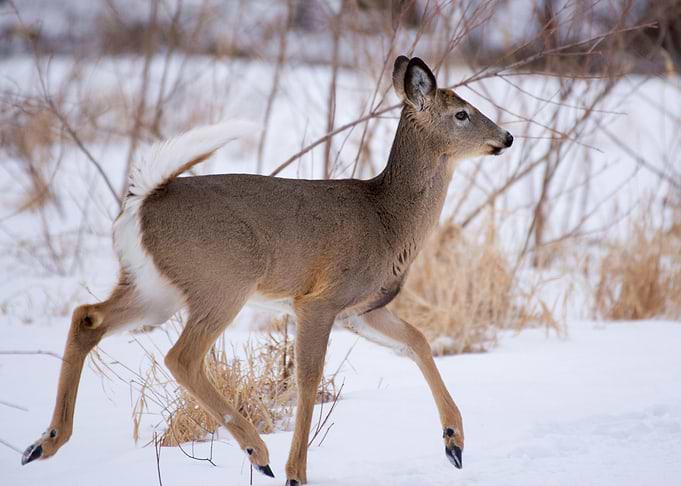 disengage ddeer