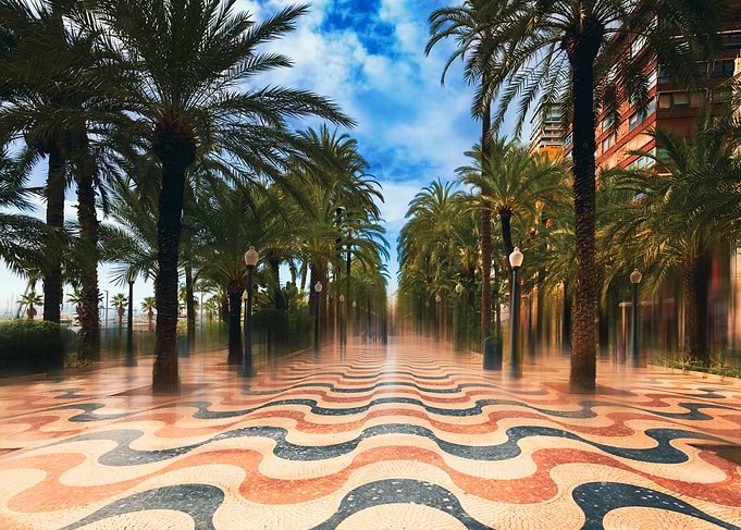 Palm Tree Lined Pathway, Alicante street, Spain