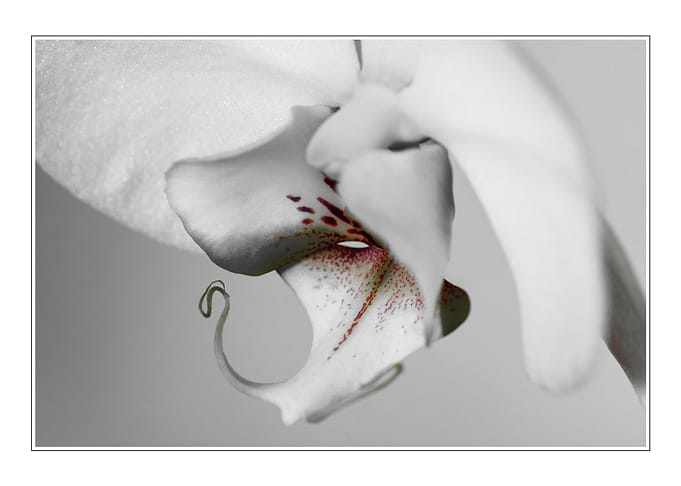 Orchidacée