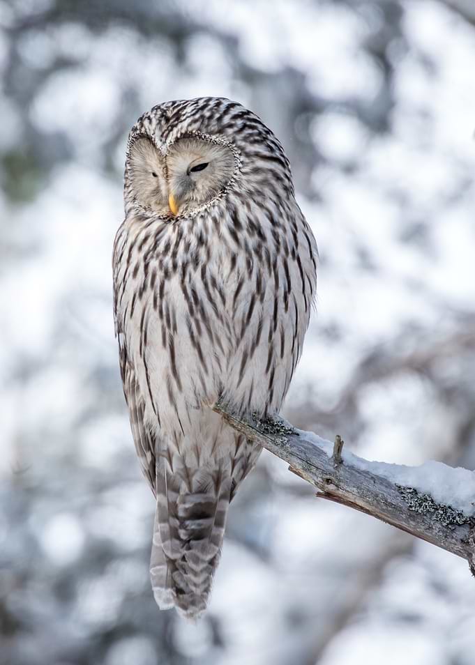 Ural Owl Perched on Branch