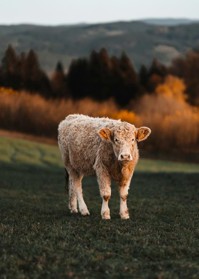 Cow in a Field