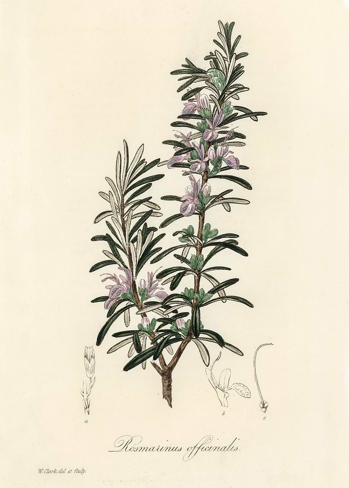 Rosemary Illustration
