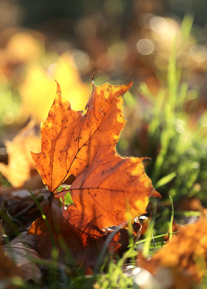 Autumn Leaf Close-Up