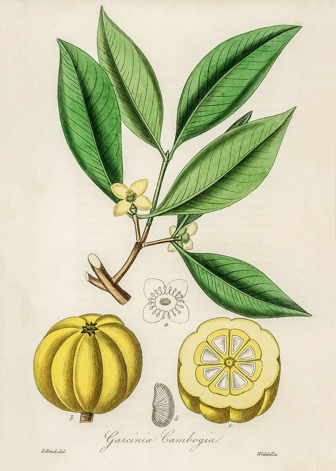 Garcinia Cambogia Illustration