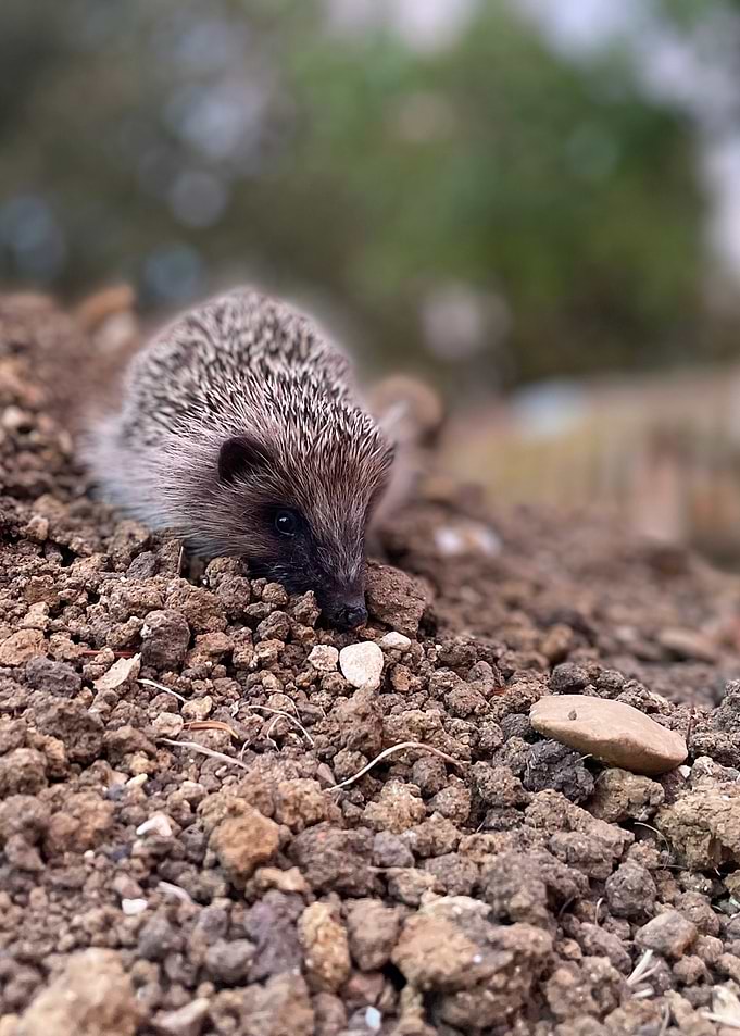 Hedgehog nice picture