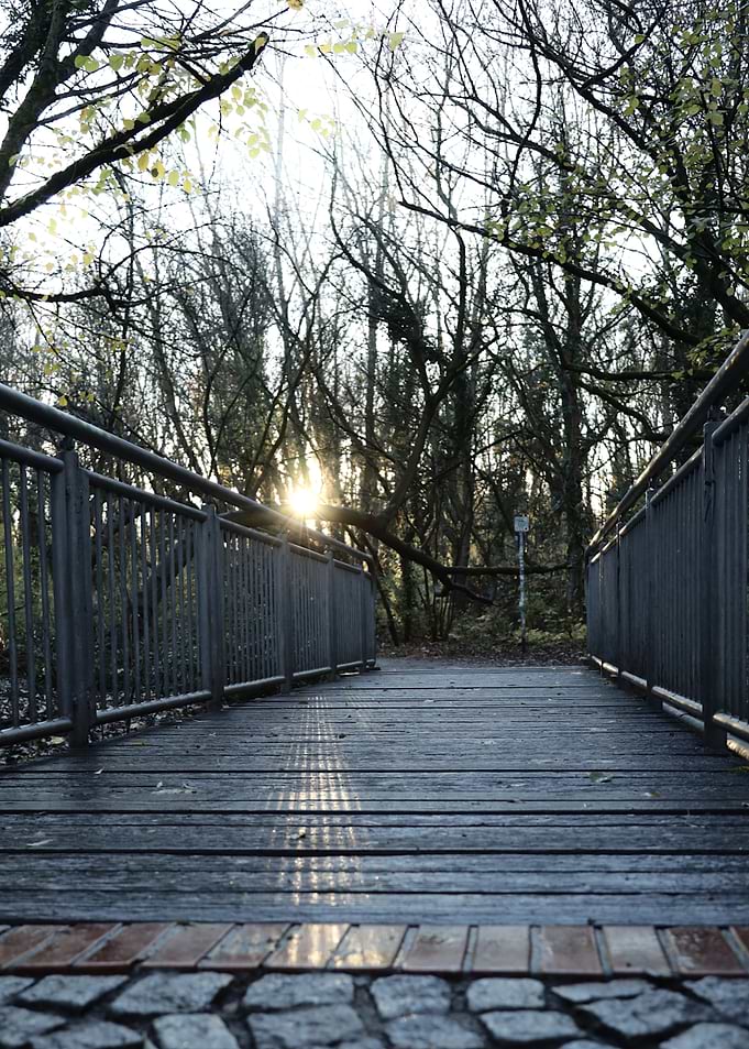 Wooden Bridge in Forest