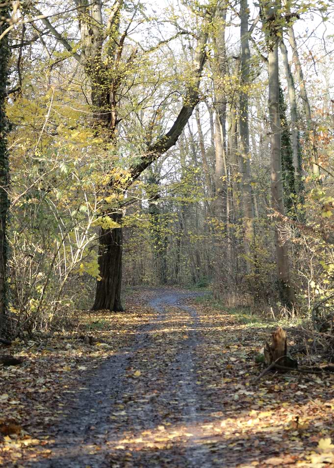 Autumn Forest Path