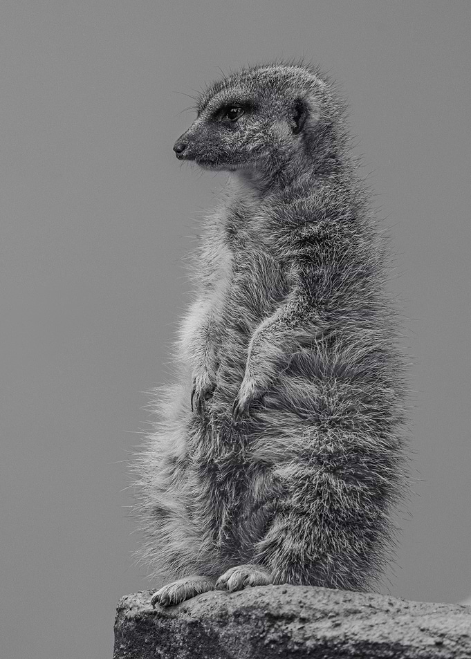 Meerkat Standing Tall