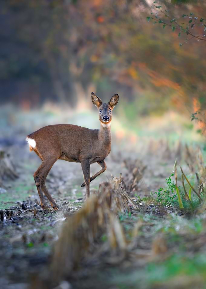 Morning Deer