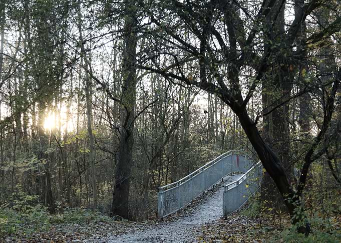Forest Bridge Sunset