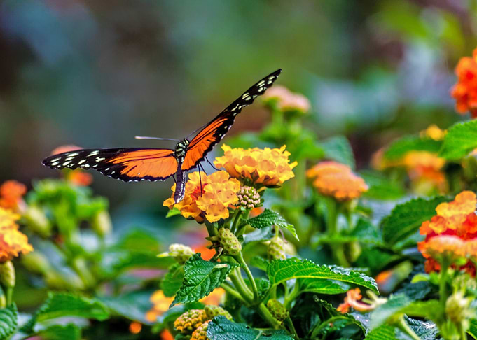 Butterfly on Flowers