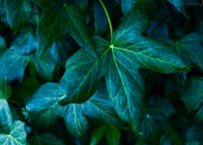 Green Ivy Leaves