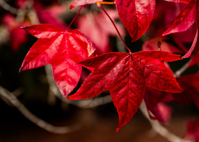Red Autumn Leaves