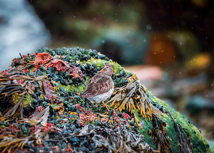 Bird on Rocky Shore