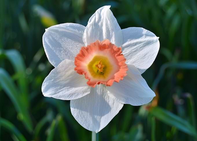 White and Peach Daffodil