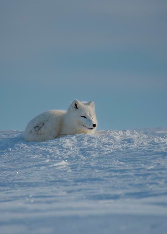 Arctic Fox in Snow