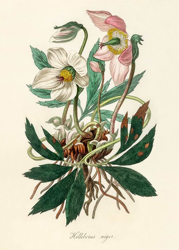 Helleborus Niger Illustration