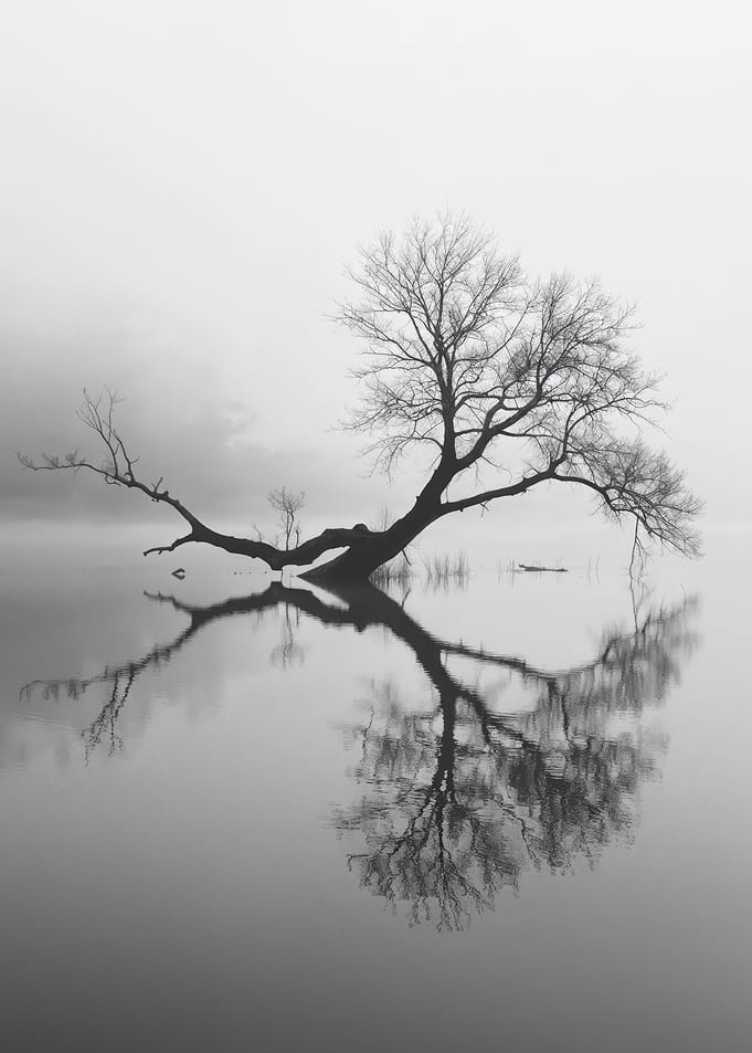 Silhouetted Tree in Fog - Black and White Landscape Photography
