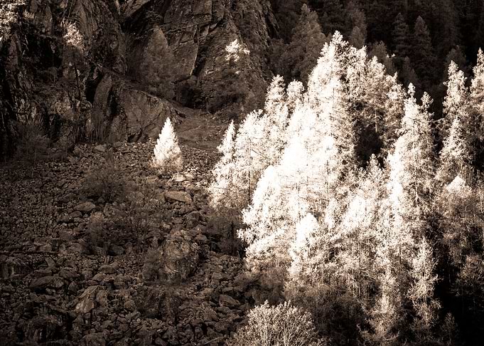 Sepia Forest Landscape