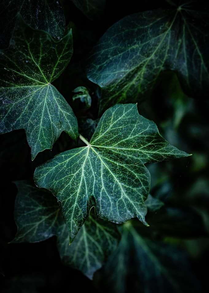 Green Ivy Leaves