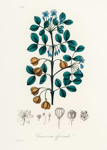 Guaiacum officinale Botanical Illustration