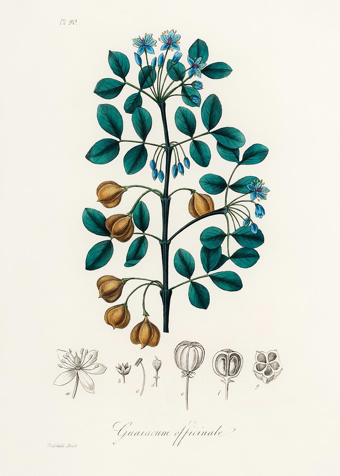 Guaiacum officinale Botanical Illustration