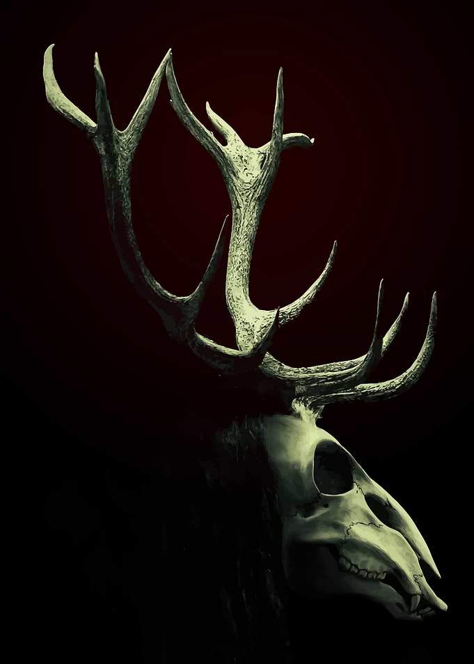 Deer Skull with Antlers