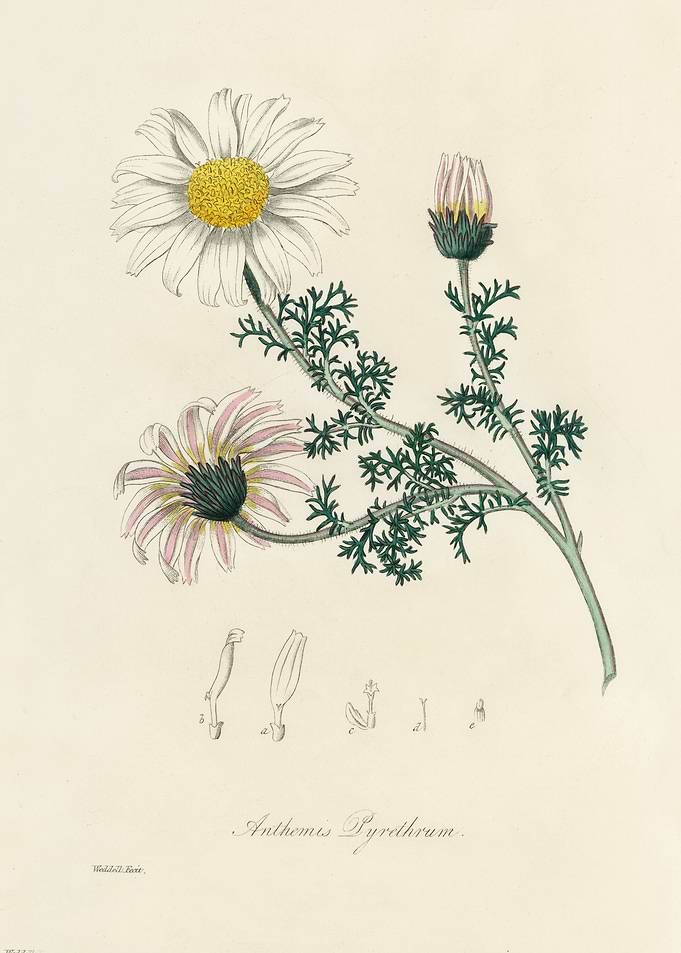 Anthemis Pyrethrum Illustration