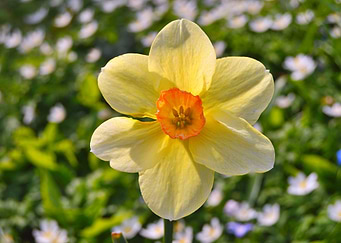 Yellow Daffodil Flower