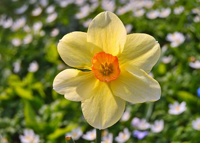 Yellow Daffodil Flower