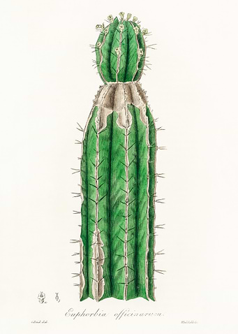 Euphorbia Officinarum Cactus