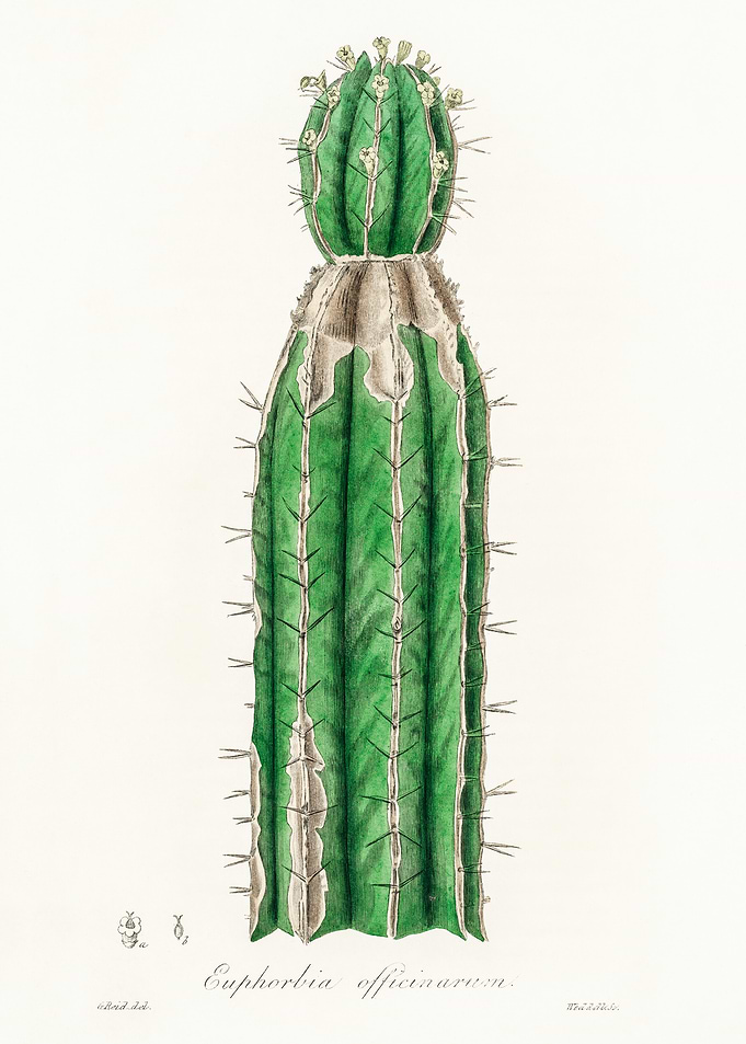 Euphorbia Officinarum Cactus