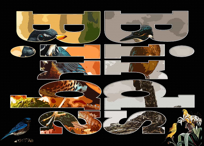 Birds Typography Art