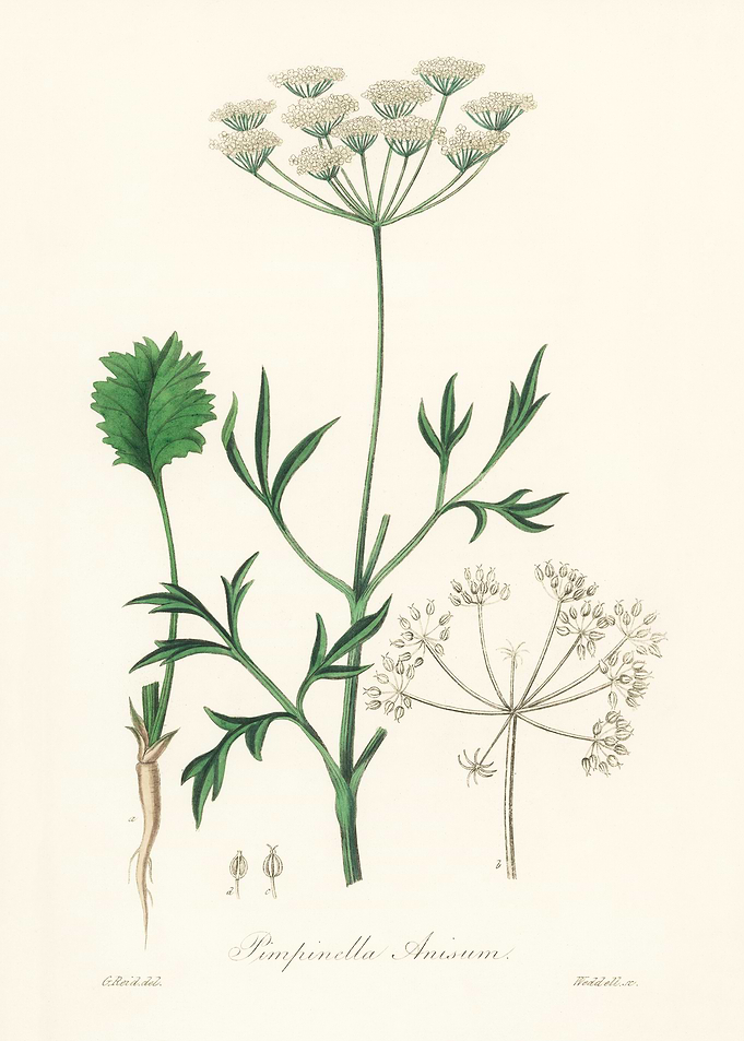 Pimpinella Anisum Botanical Illustration