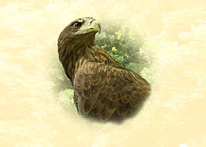 Eagle Portrait