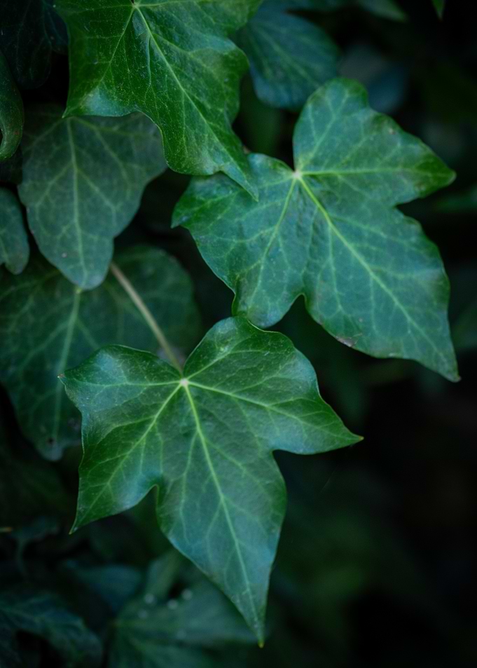 Green Ivy Leaves