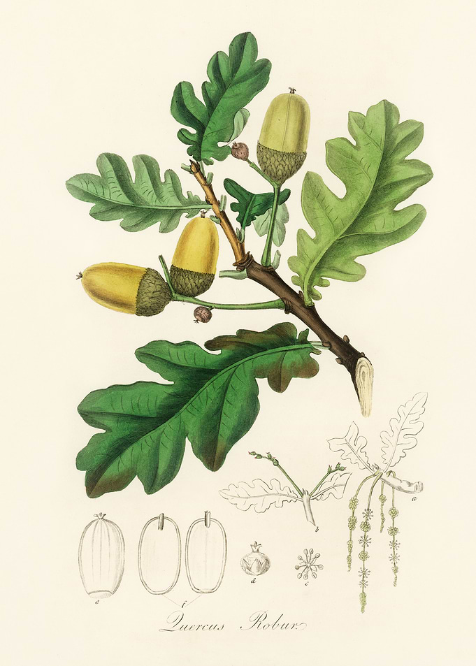Oak Tree Branch with Acorns
