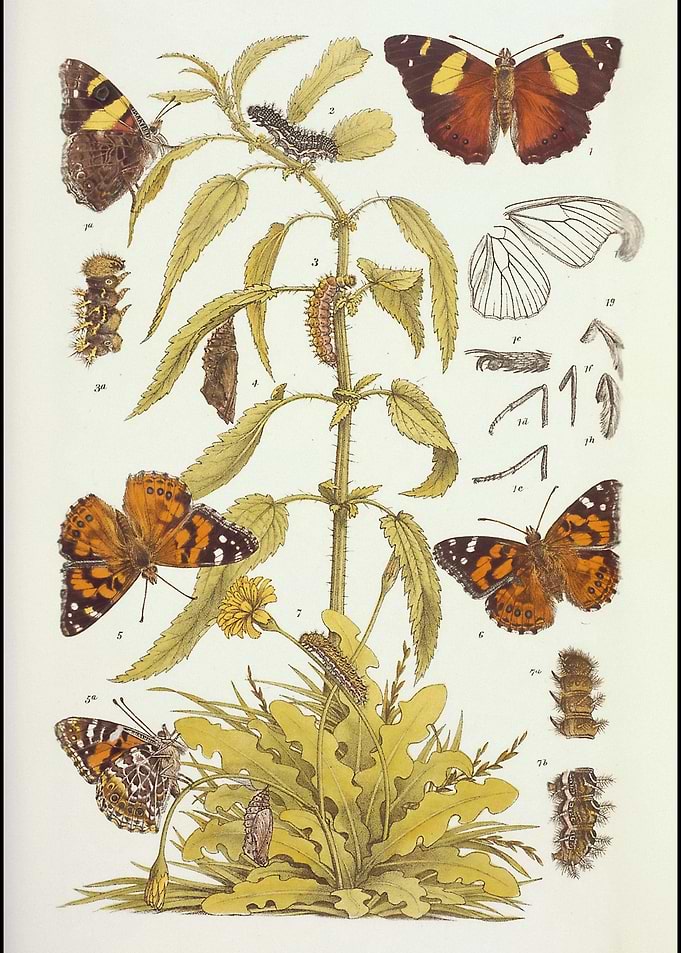 Butterfly Life Cycle Illustration