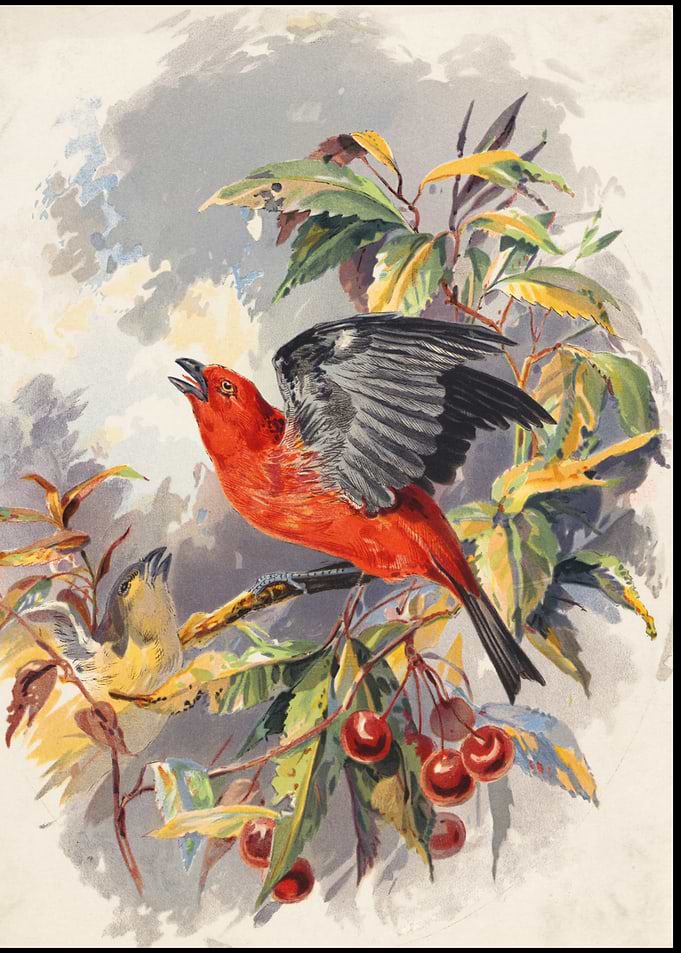 Red Bird Watercolor Art Ornithology