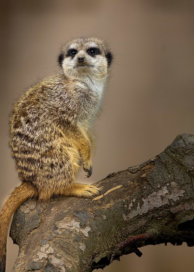 Meerkat on Branch