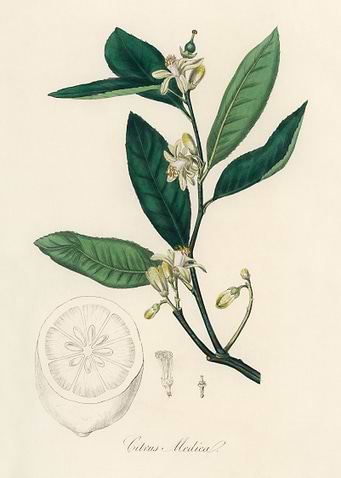 Citrus Medica Illustration