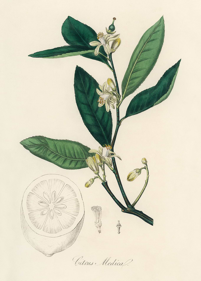 Citrus Medica Illustration