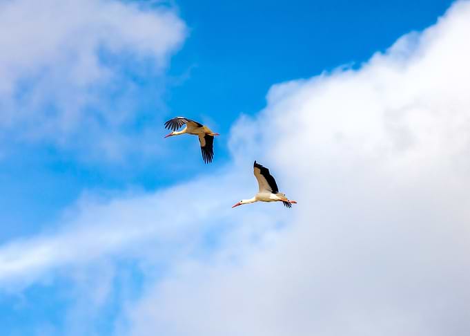 Two Storks in Flight
