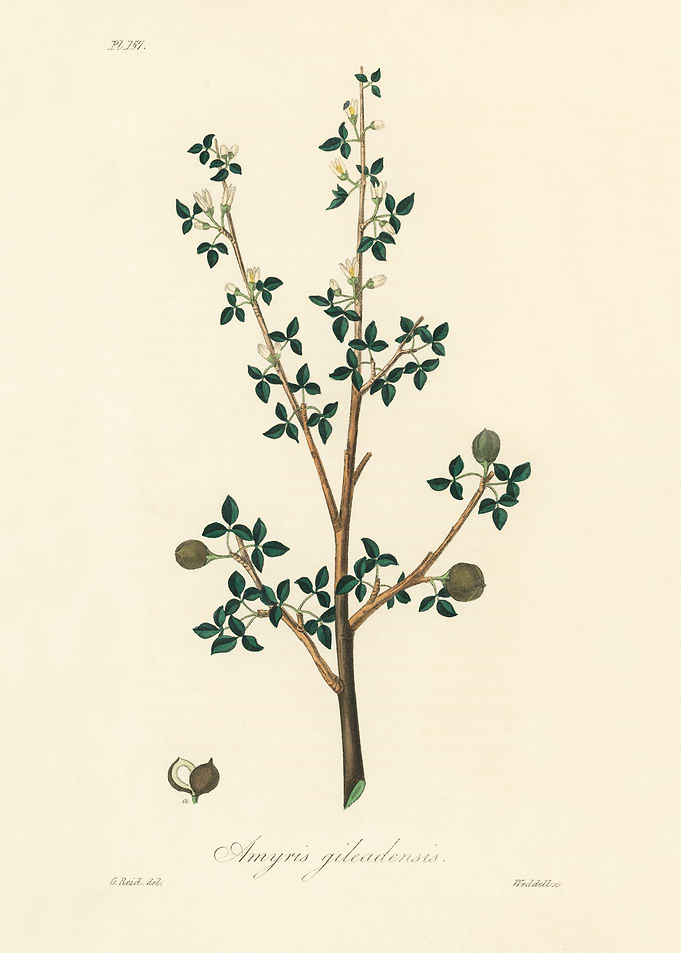 Botanical Illustration of Amyris Gileadensis