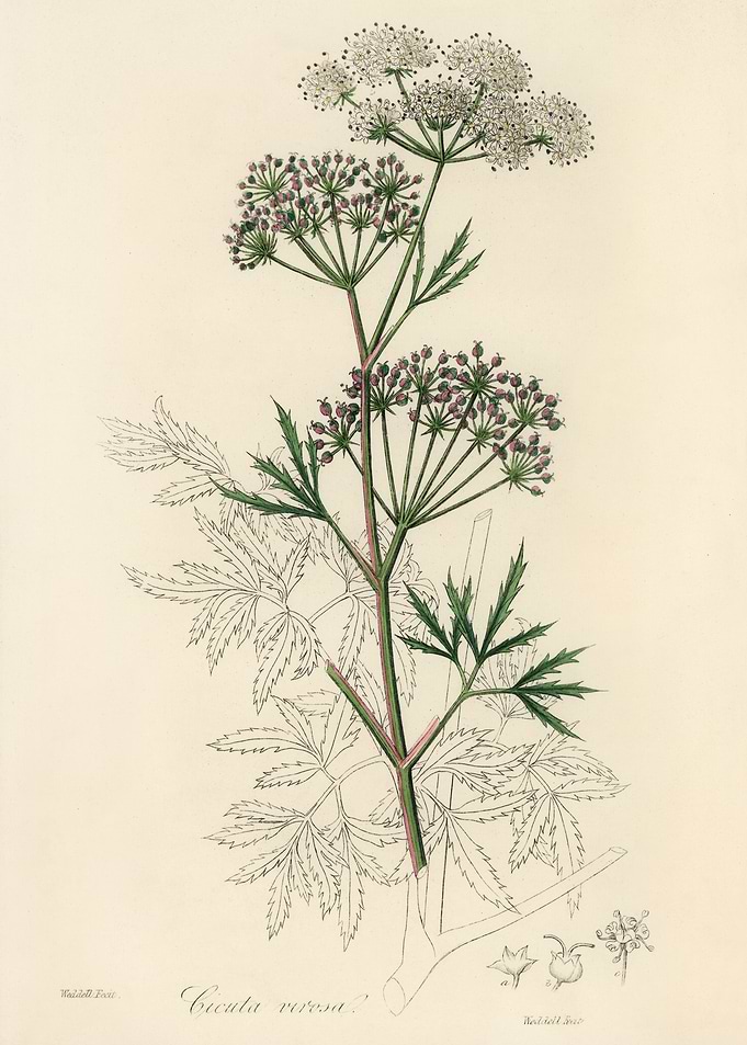 Cicuta virosa Illustration