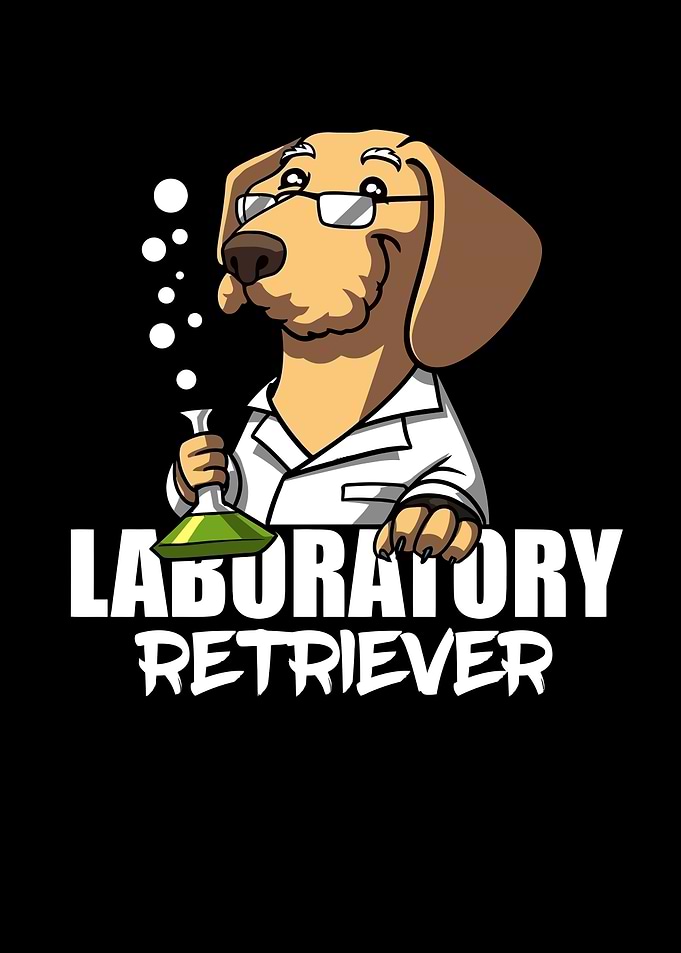 Laboratory Retriever Dog