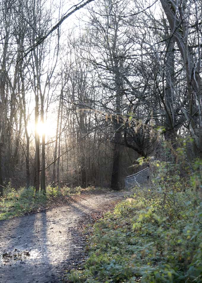 Sunlit Forest Path